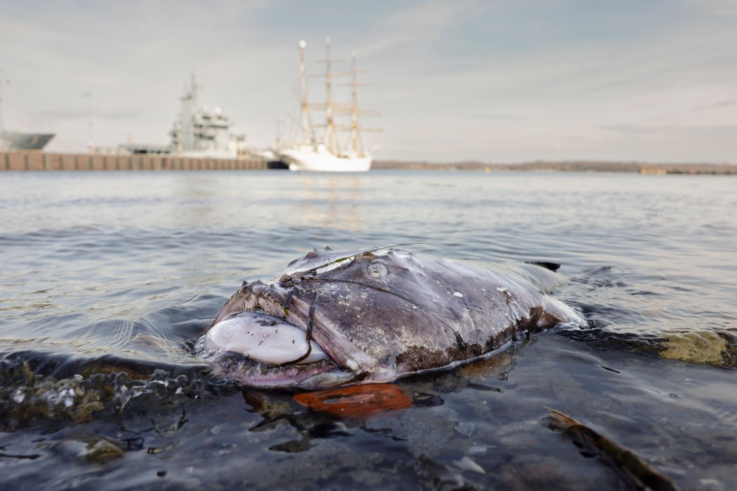 Nicht in seinem natürlichen Habitat: Ein toter Seeteufel liegt am Ufer in der Nähe des Segelschulschiffs «Gorch Fock».