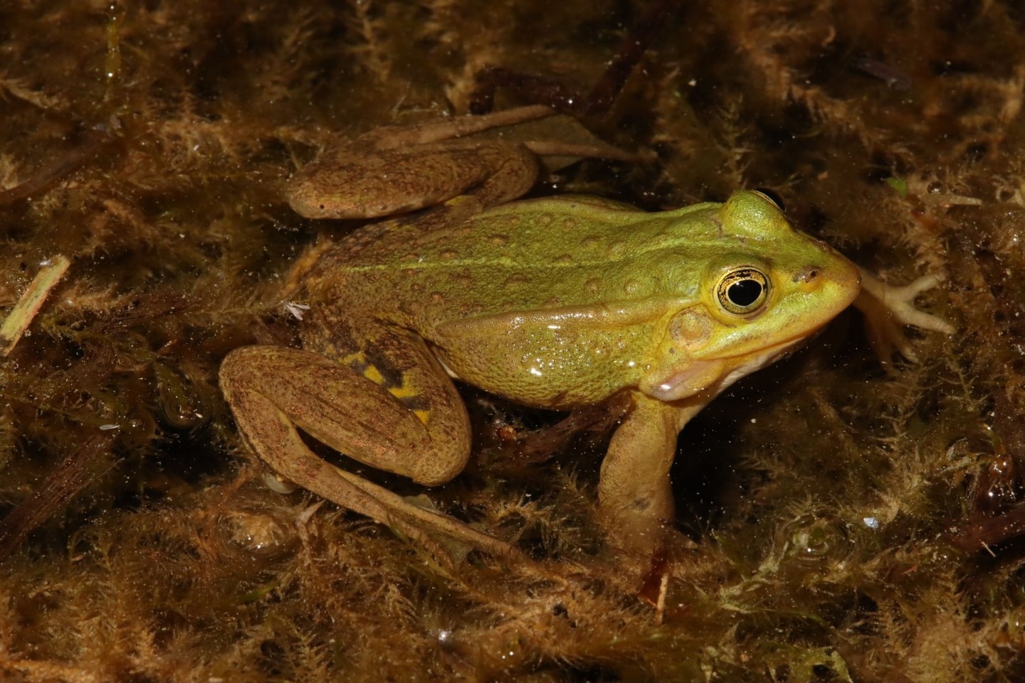 Der Kleine Wasserfrosch ist von der Deutschen Gesellschaft für Herpetologie und Terrarienkunde (DGHT) zum «Lurch des Jahres» ernannt worden.