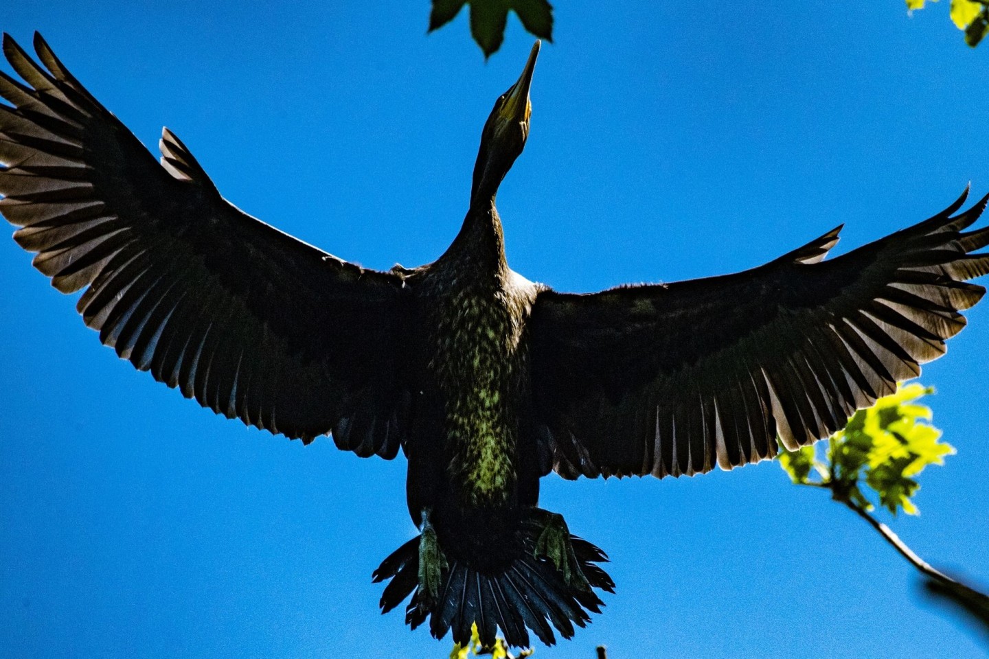 Ein Kormoran fliegt über der Kormoran-Kolonie in Niederhof bei Stralsund im Landkreis Vorpommern-Rügen.