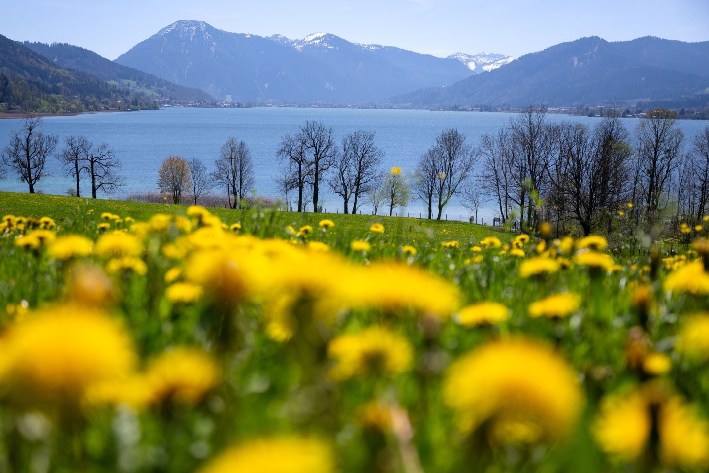 Löwenzahn blüht auf einer Wiese am Tegernsee.