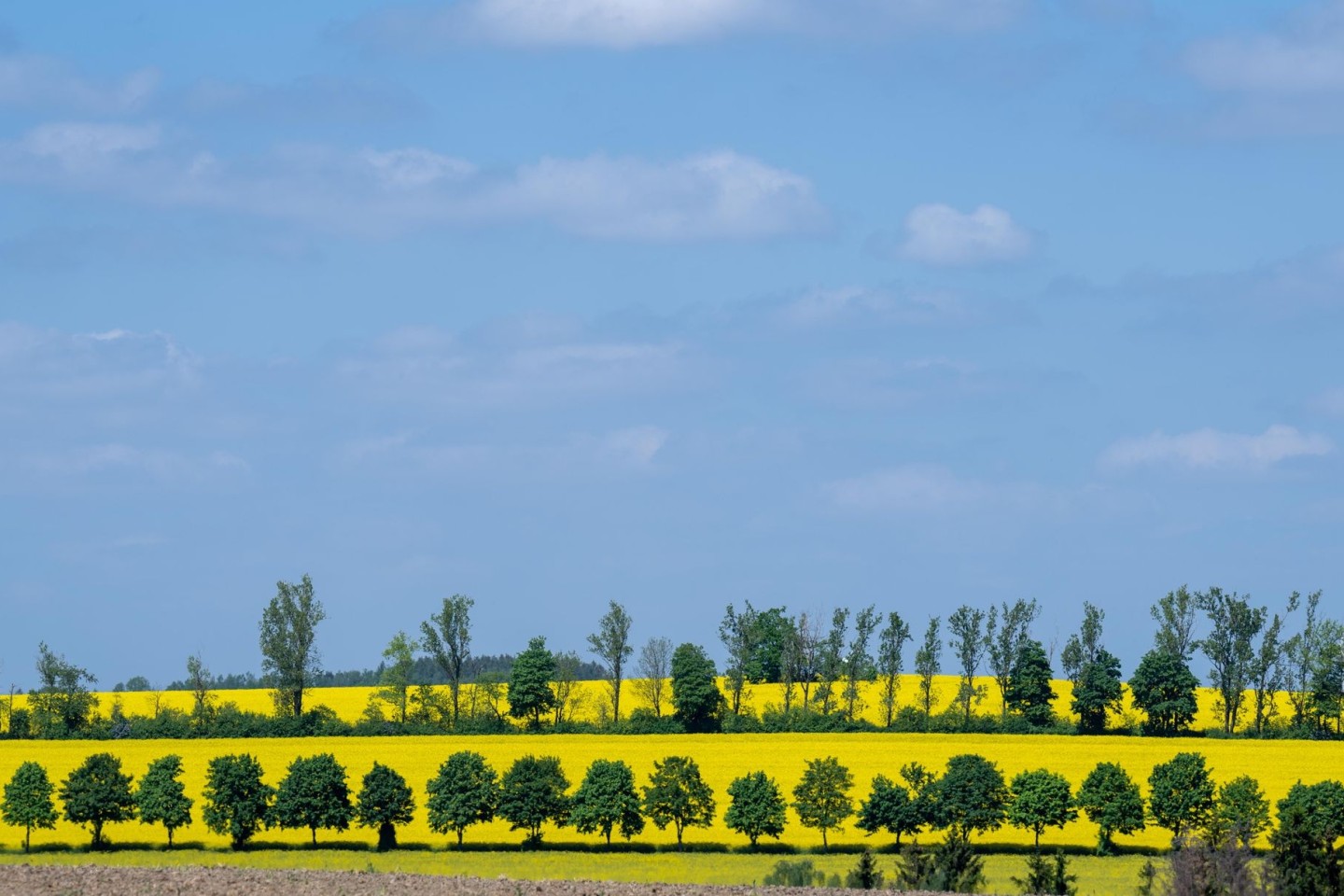 Raps blüht auf einem Feld in Sachsen: Frühsommerliches Wetter stimmt auf das bevorstehende Pfingstfest ein.