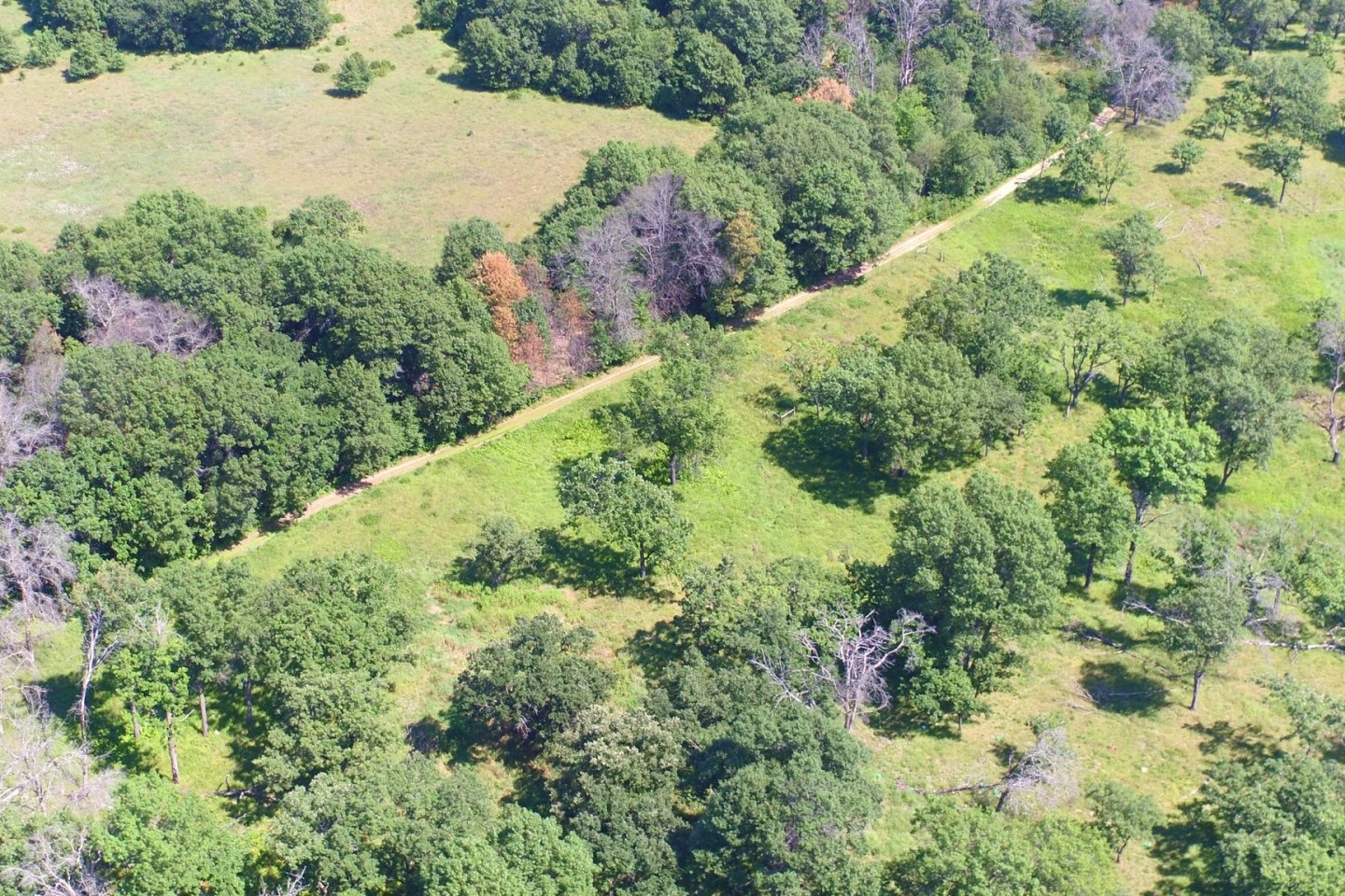 Blick auf eine stillgelegte Agrarfläche in den USA: Stillgelegte Landwirtschaftsflächen erholen sich einer Studie zufolge ohne aktive Renaturierungsmaßnahmen nur langsam und häufig nicht...