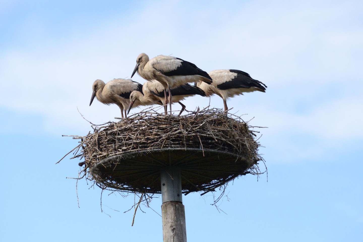 Storch Findus (vorne Mitte) im Nest mit seinen Geschwistern.