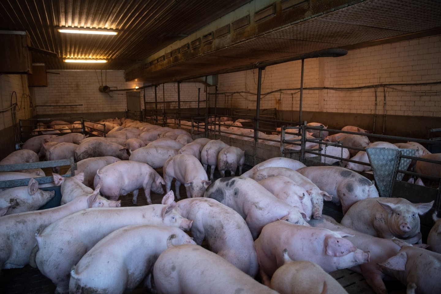 Ein Schweinestall in Niedersachsen.