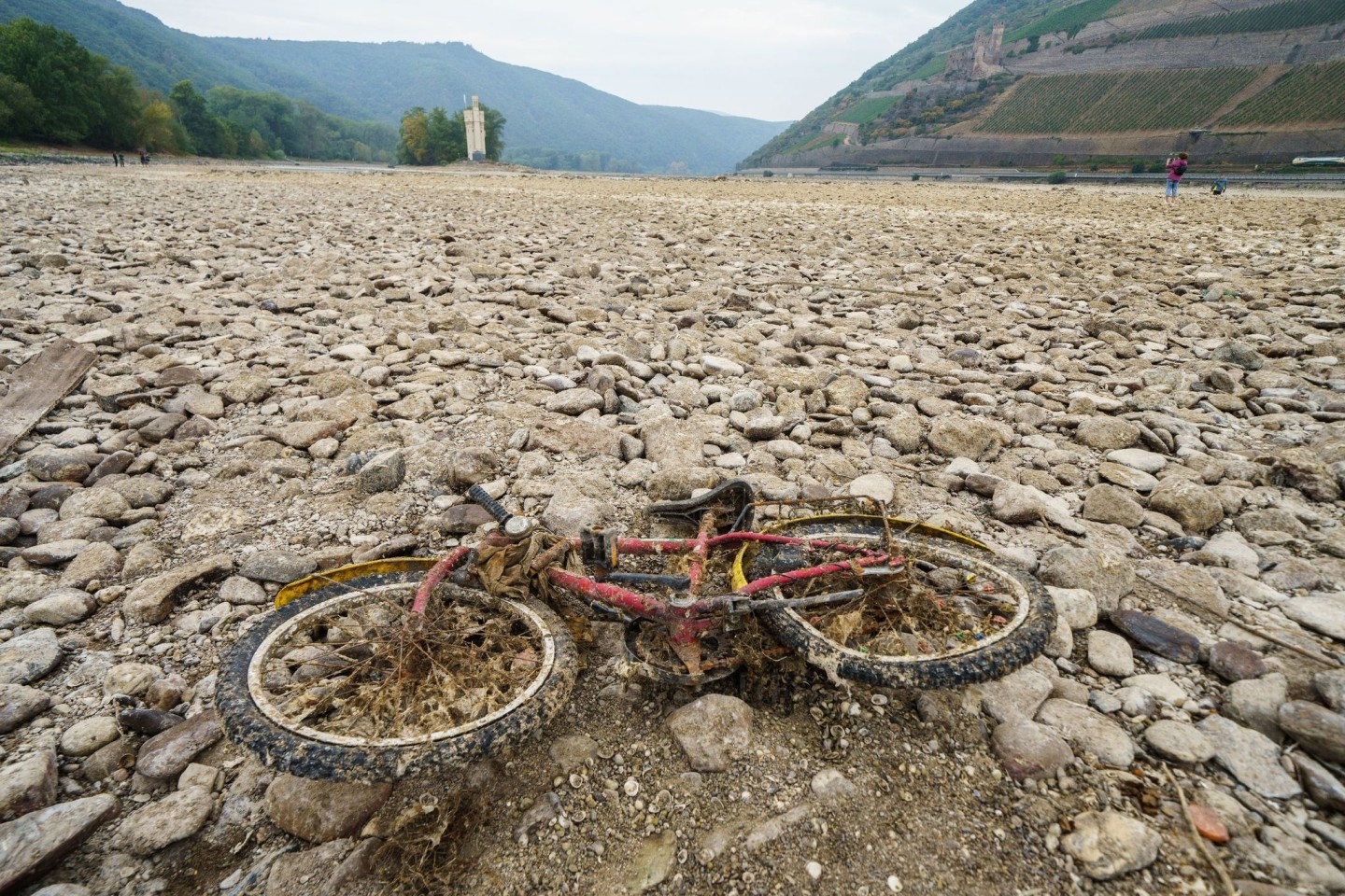 Ein mit vertrockneten Muscheln und Algen bedecktes Kinderfahrrad liegt im weitgehend ausgetrockneten Flussbett des Rheins bei Bingen.