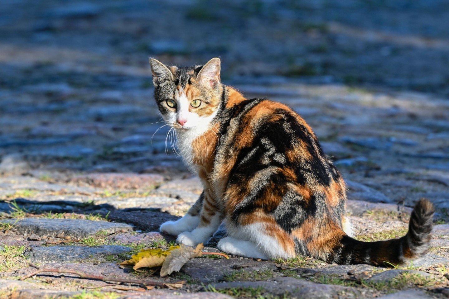 Die Hauskatze gelangte vor mehr als 2000 Jahren über den Nahen Osten nach Europa.