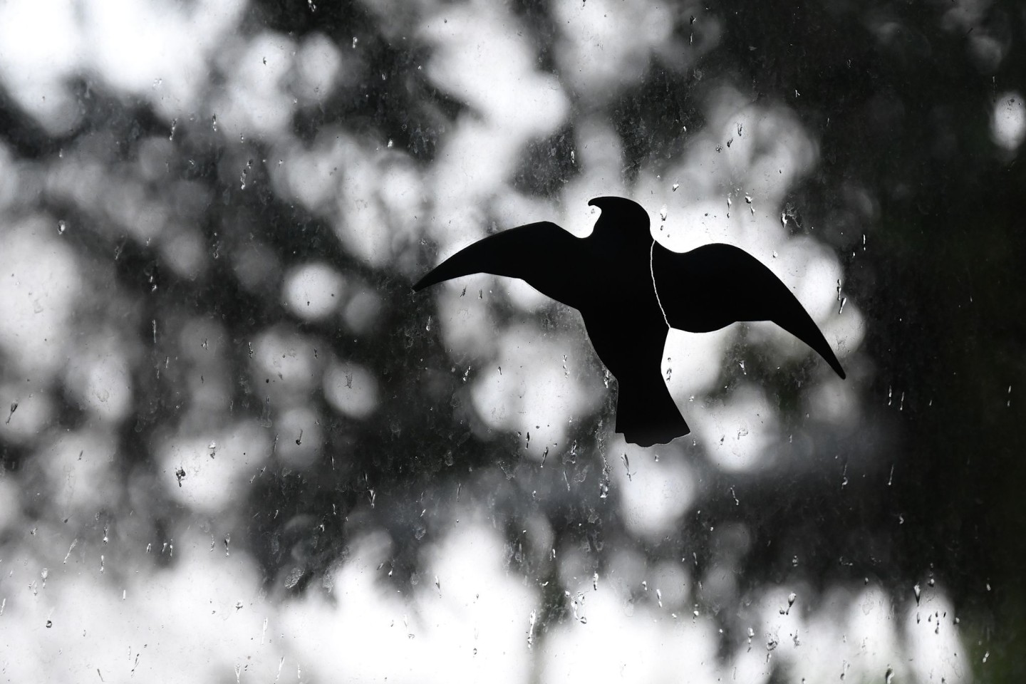 Aufgeklebte Vogel-Silhouette an einer Fensterscheibe: Werden sie außen angebracht, erkennen die Vögel sie besser.