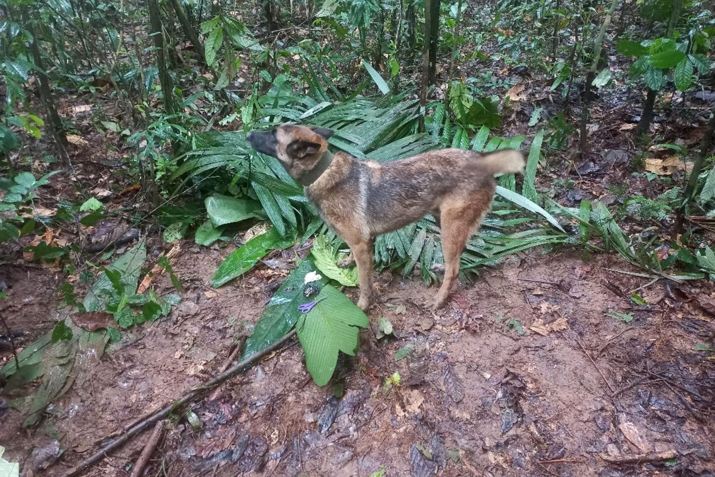 Suchhund Ulises hat einen behelfsmäßigen Unterschlupf gefunden, den die vermissten Kindern offenbar gebaut haben.