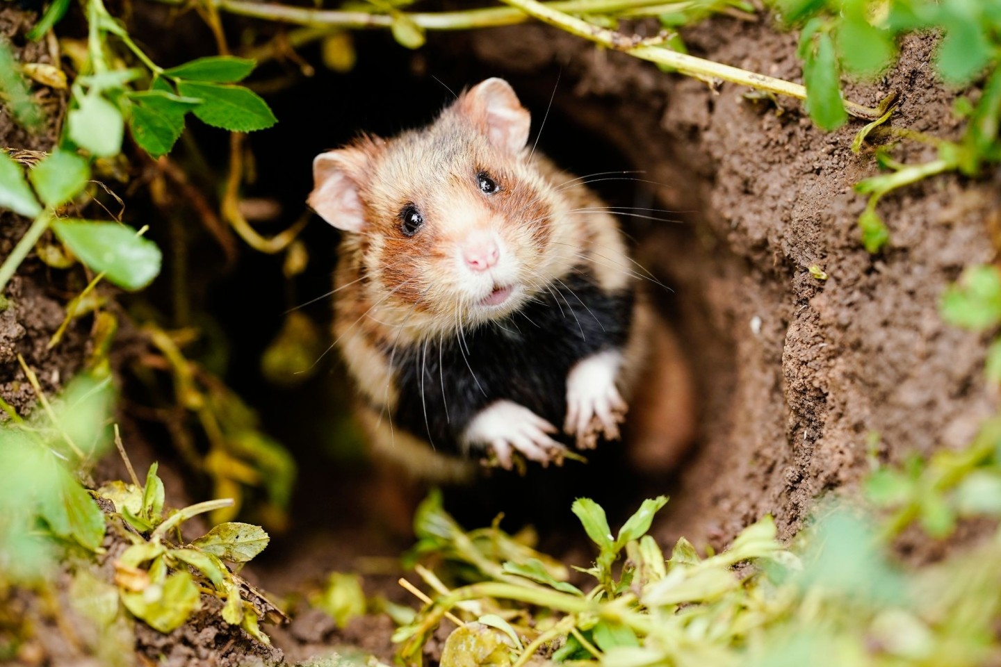 Ein Feldhamster schaut auf einer Ackerfläche aus seinem Bau - der putzig aussehende Nager mit den typischen Hamsterbacken ist vom Aussterben bedroht.