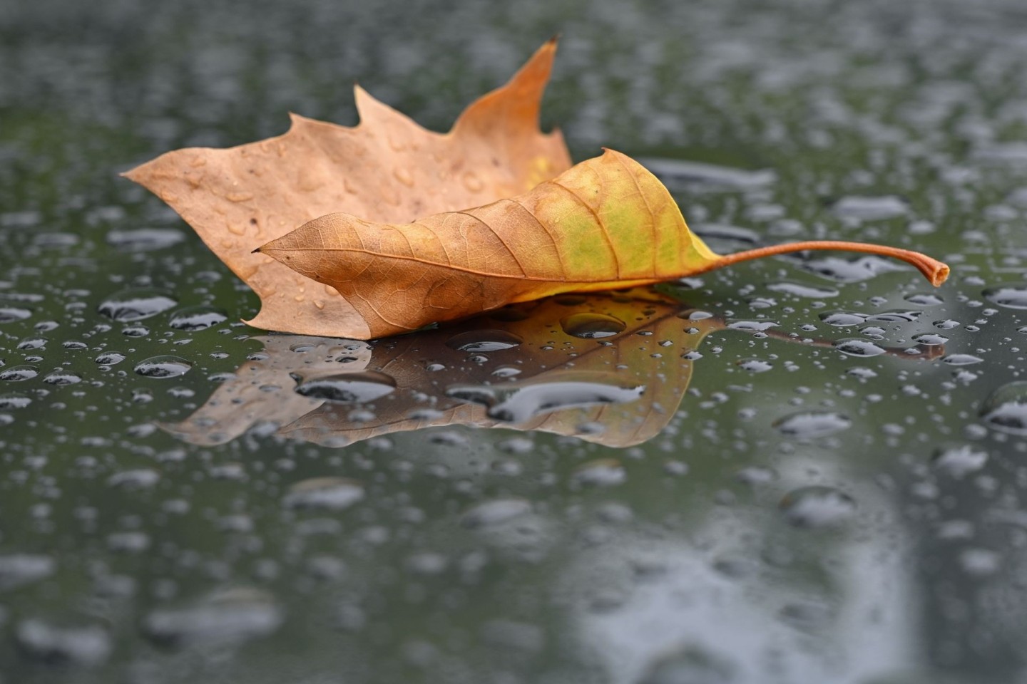 Der Herbst und der Regen.