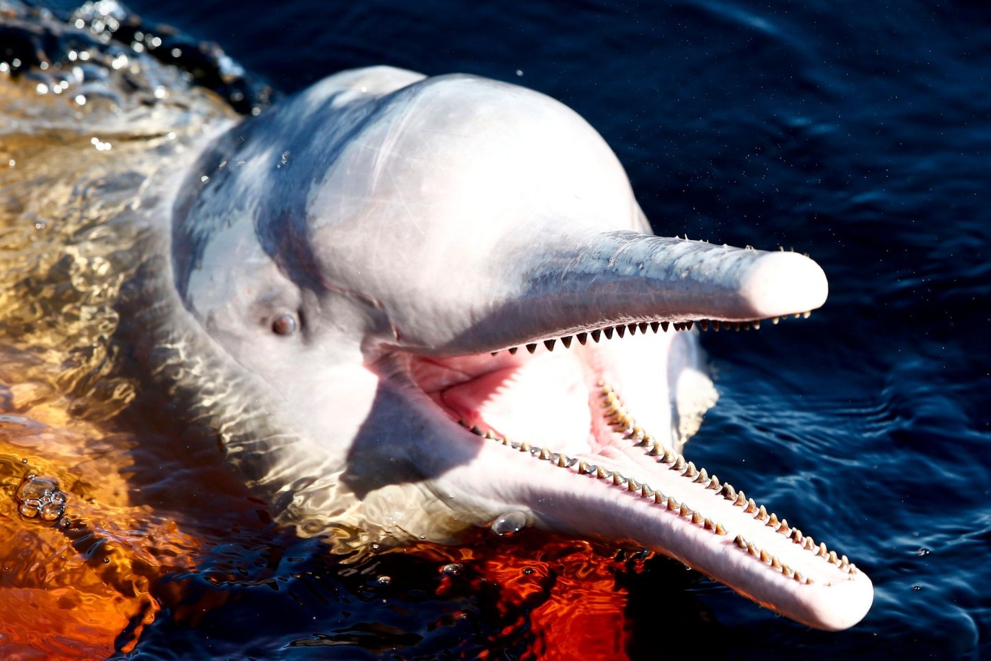 Ein Amazonasdelfin schwimmt im Rio Negro in der Nähe von Manaus.