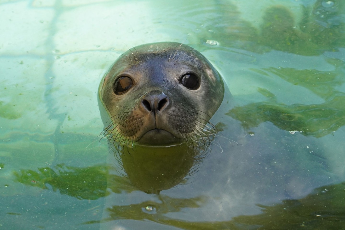 Im Tiergarten Kleve ist ein Seehundbaby zur Welt gekommen.