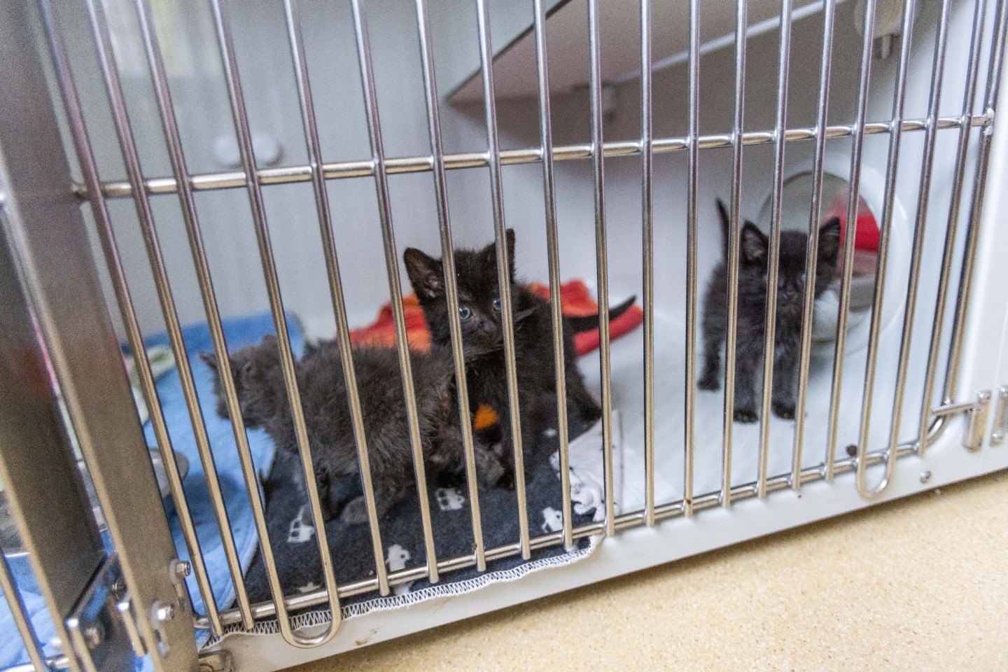 Katzenbabys sind in einem Quarantänebereich des Tierheims Lahr in einem Zwinger untergebracht.