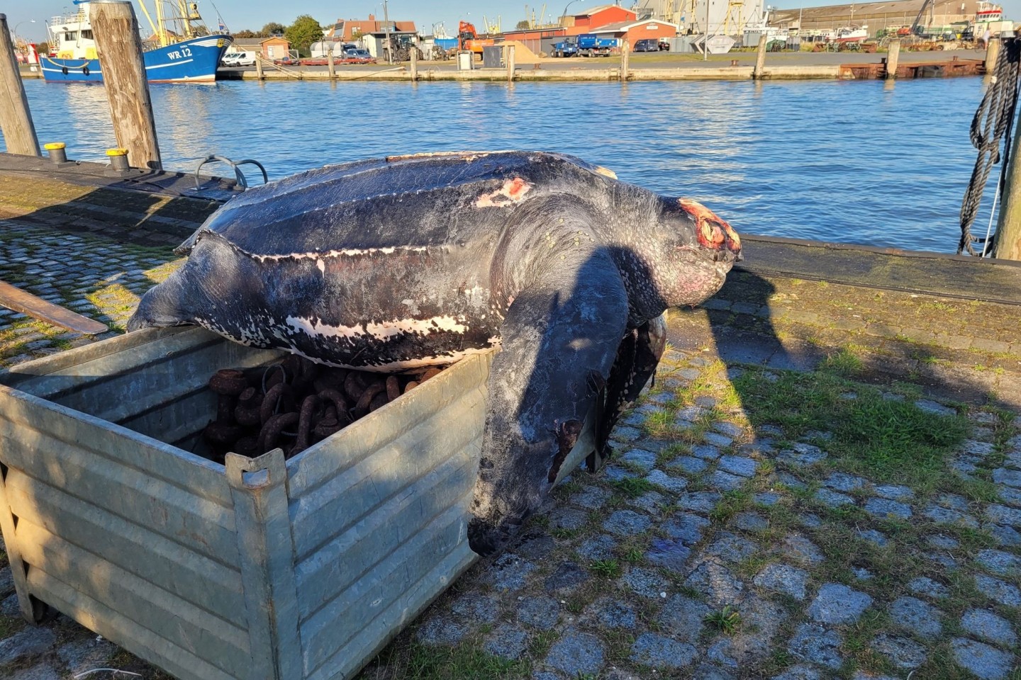 Die verendete Lederschildkröte im Hafen von Büsum.