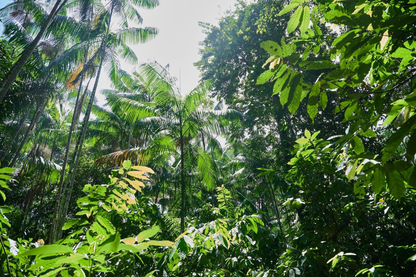 Besonders stark ist weiterhin der Regenwald in Brasilien von Zerstörung betroffen.