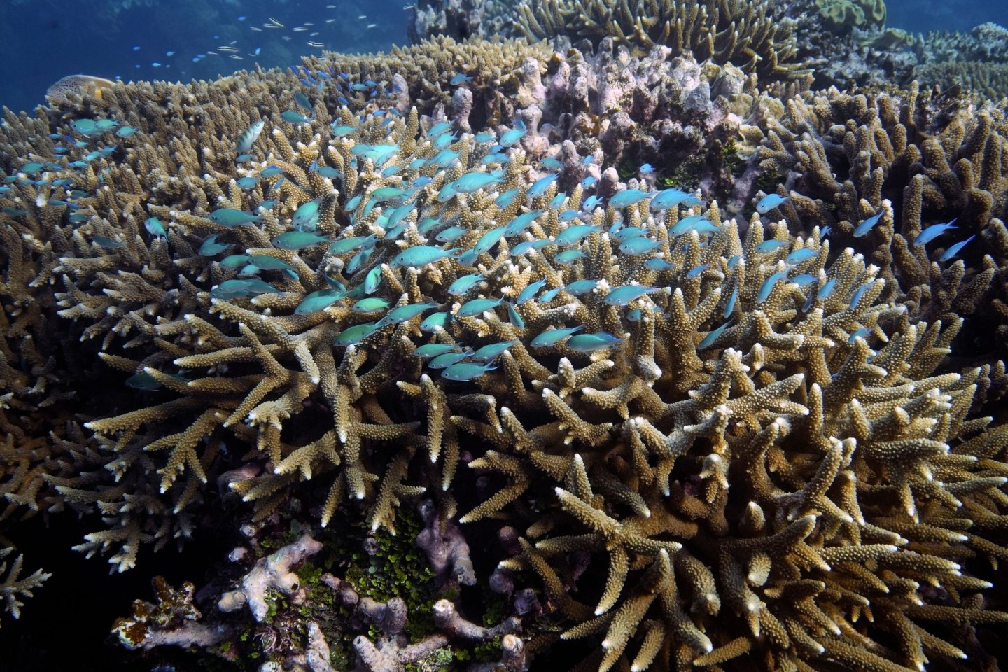 Heimat vieler Fische - das Great Barrier Reef.