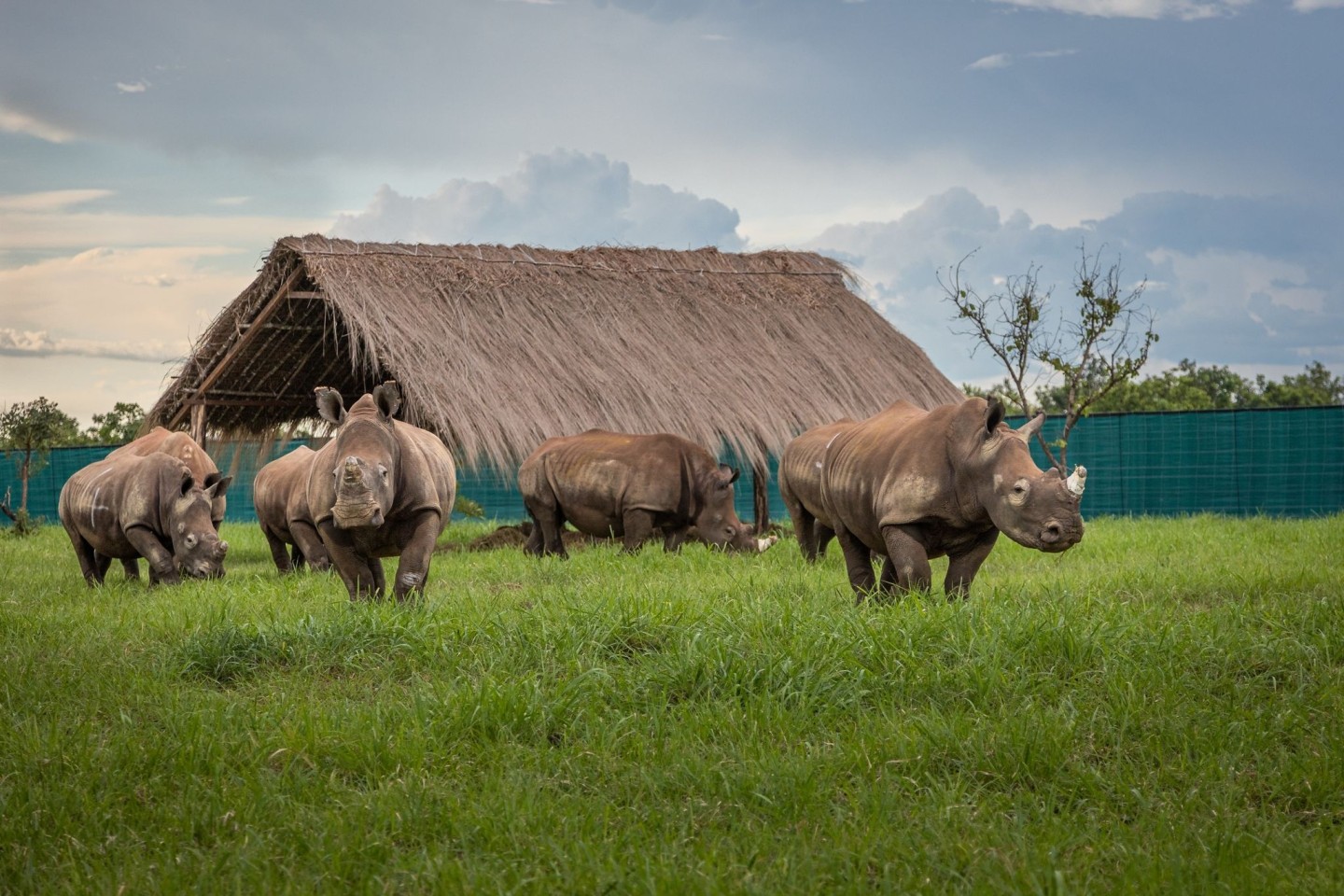 Die Nashörner kommen in Garamba an.