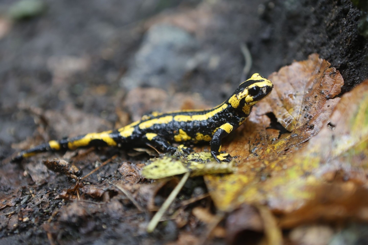 Ein Feuersalamander krabbelt durch nasses Laub.