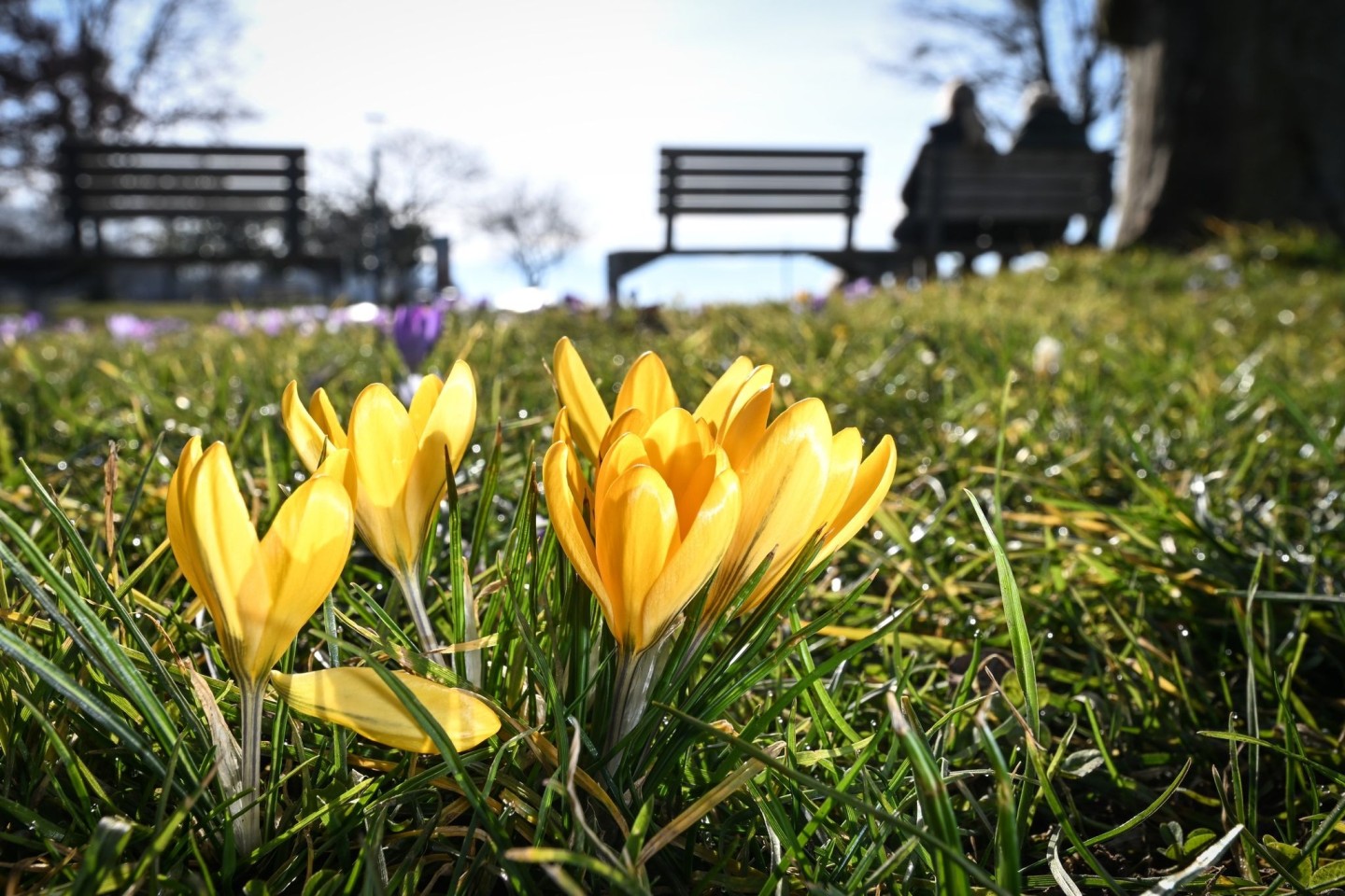 Gelbe Krokusse in einem Uferpark am Bodensee.