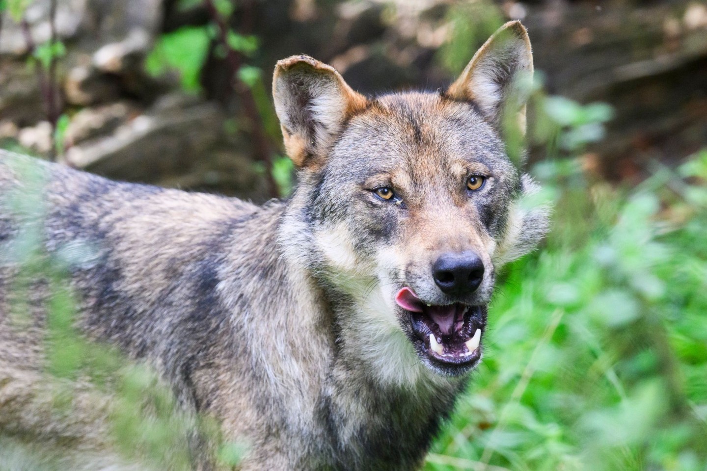 Ein Urteil zur Jagd auf Wölfe sorgt für neuen Zündstoff. (Illustration)