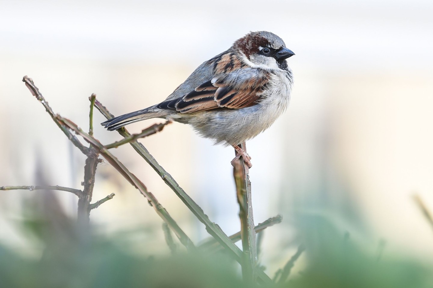 Ein Haussperling, auch Spatz genannt, sitzt auf einem Halm.