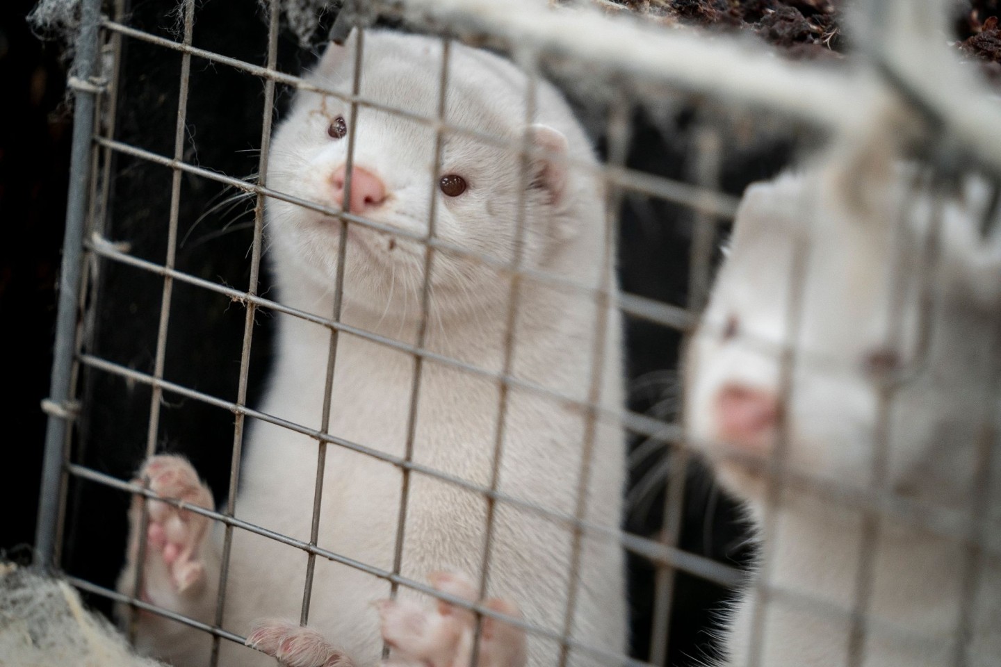 Durch die größte jemals dokumentierte Vogelgrippewelle bekommt der Erreger mehr Gelegenheiten, auf Säugetiere überzugehen - zum Beispiel auf Nerze.