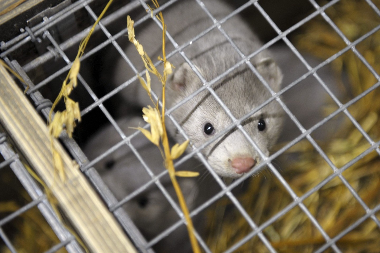 Das Vogelgrippe-Virus übertragt sich auch auf andere Tiere.