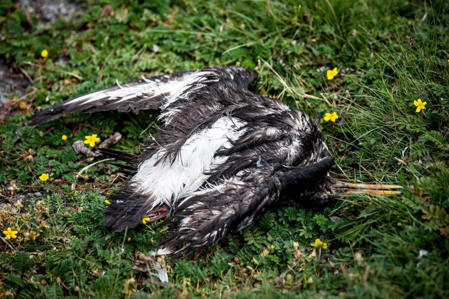 Ein toter Vogel liegt am Deich der zu Hamburg gehörenden Insel Neuwerk.