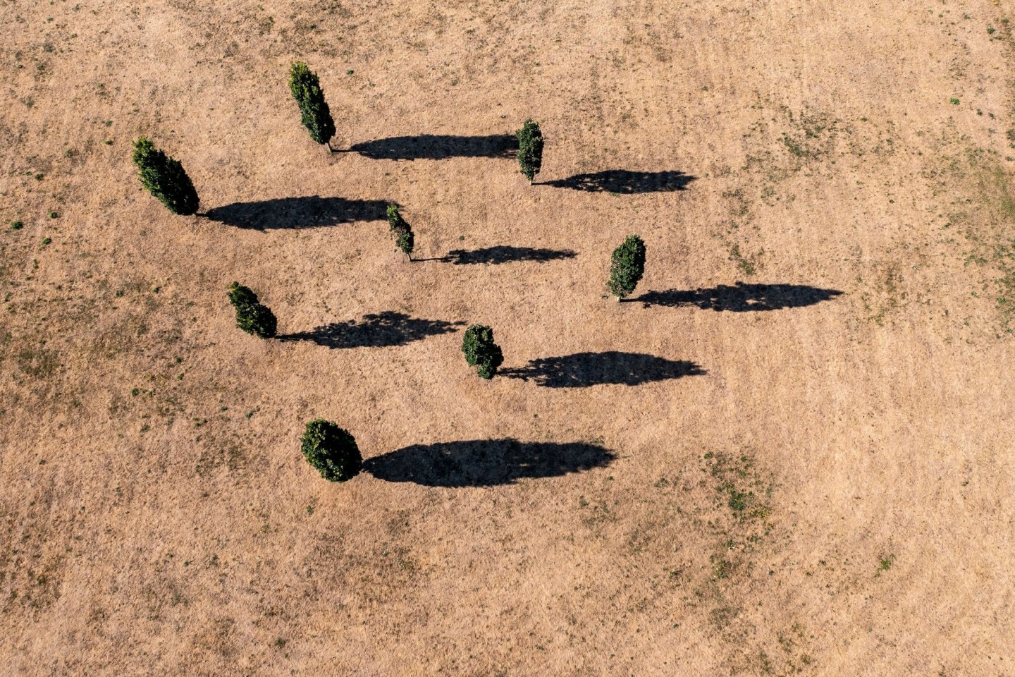 Acht Eichen werfen ihren Schatten auf eine vertrocknete Wiese am Zwenkauer See in Sachsen.