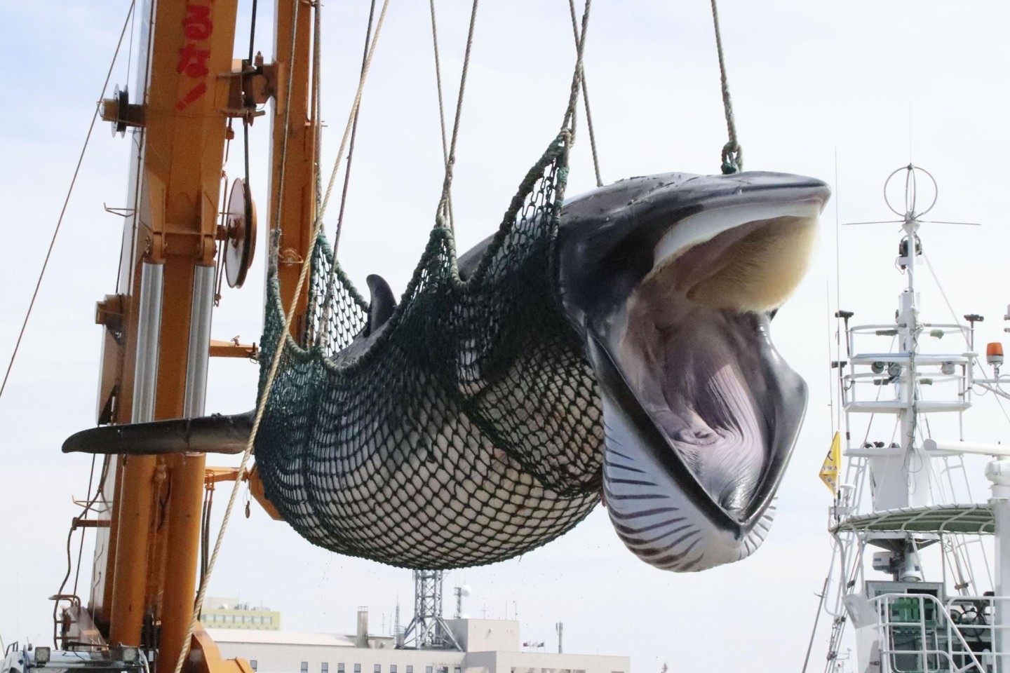 Ein Zwergwal wird in einem Hafen von einem Schiff gelöscht.