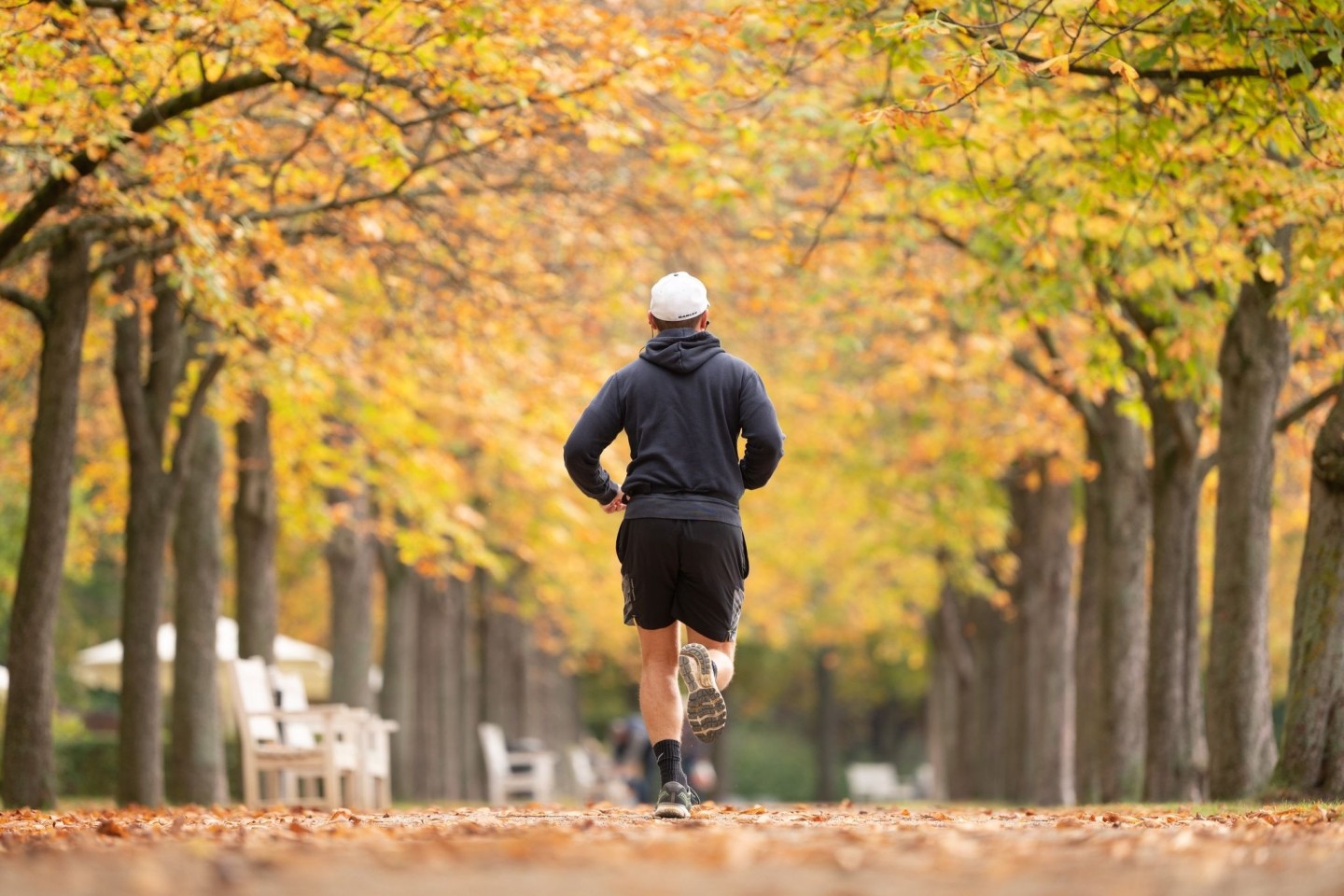 Ein Mann joggt im Großen Garten in Dresden unter herbstlich gefärbten Bäumen.