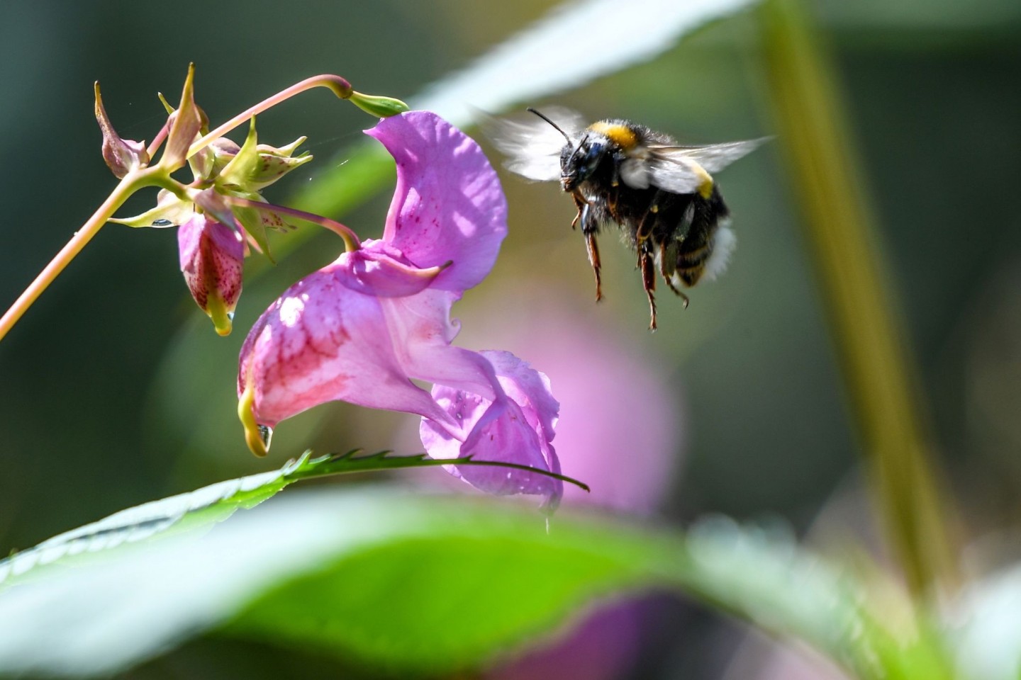 Eine Hummel fliegt auf die Blüte eines Drüsigen Springkrauts (Impatiens glandulifera) zu.