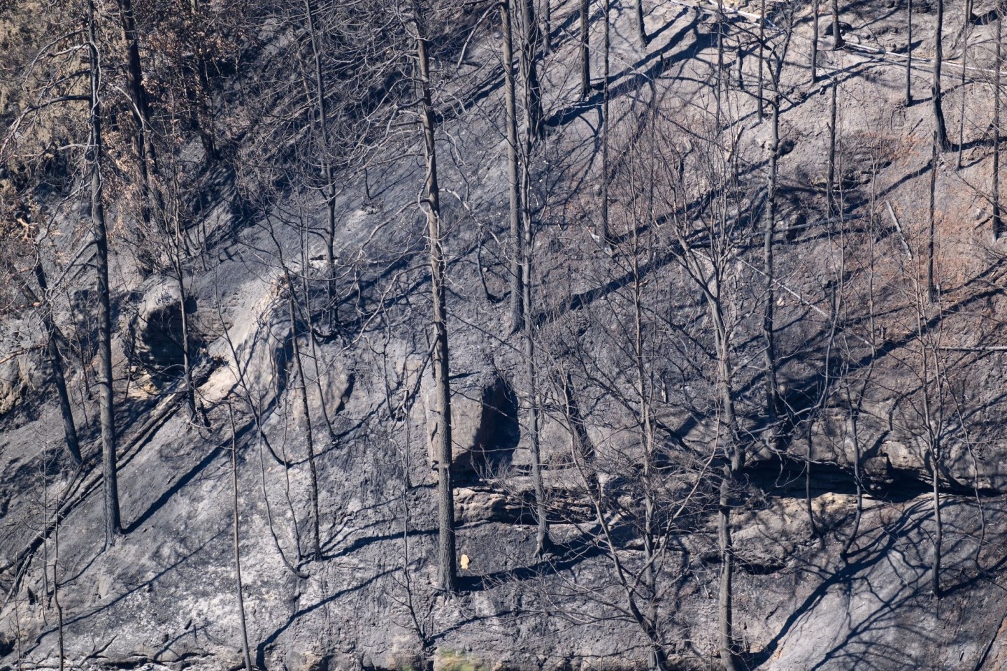 Verkohlte Bäume nach einem Waldbrand im Nationalpark Sächsische Schweiz.