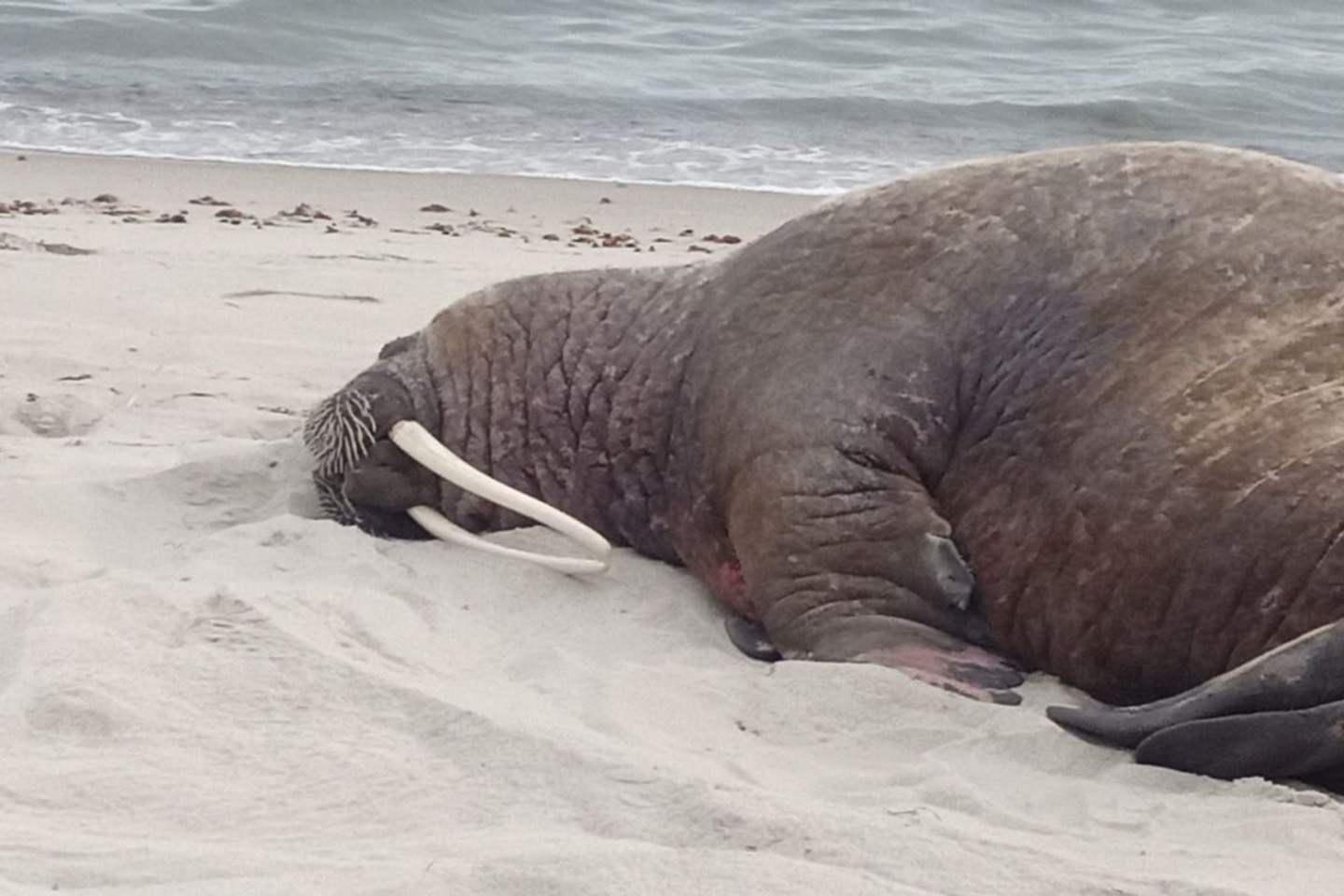 Im Juni war auf Rügen ein Walross gesichtet worden.