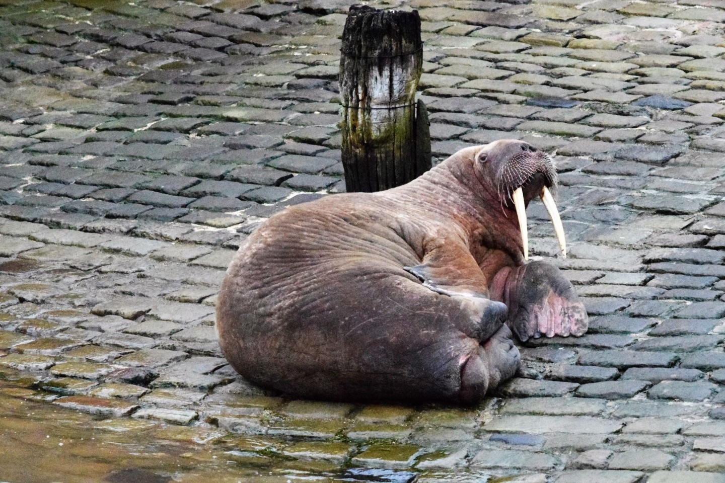 Ein Walross im Hafen von Scarborough. Walrosse gelten als gefährdete Tierart und stehen unter Naturschutz.