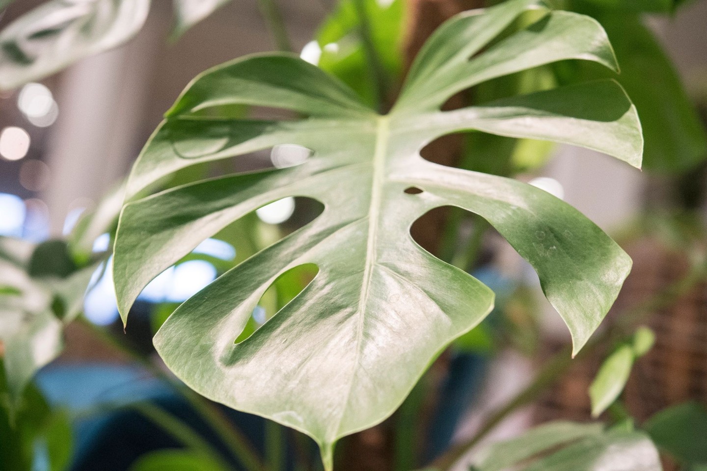 Die Monstera ist leicht zu erkennen: Sie hat bis zu 50 Zentimeter große Blätter in sattem Grün, die an den Seiten tiefe Kerben entwickeln.