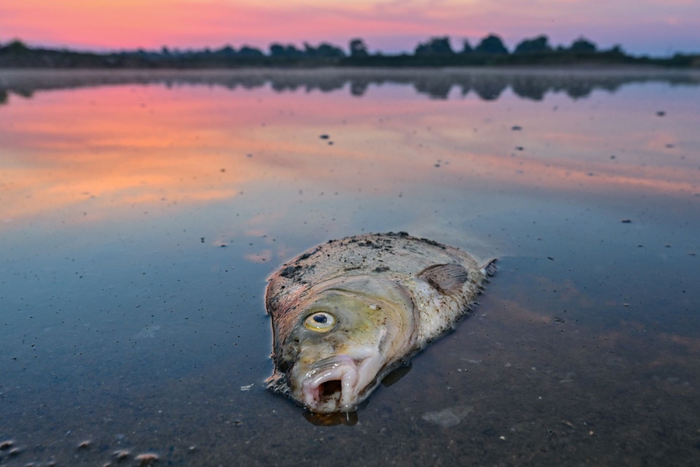 Die Ursache für das massenhafte Fischsterben in der Oder ist weiter unklar.