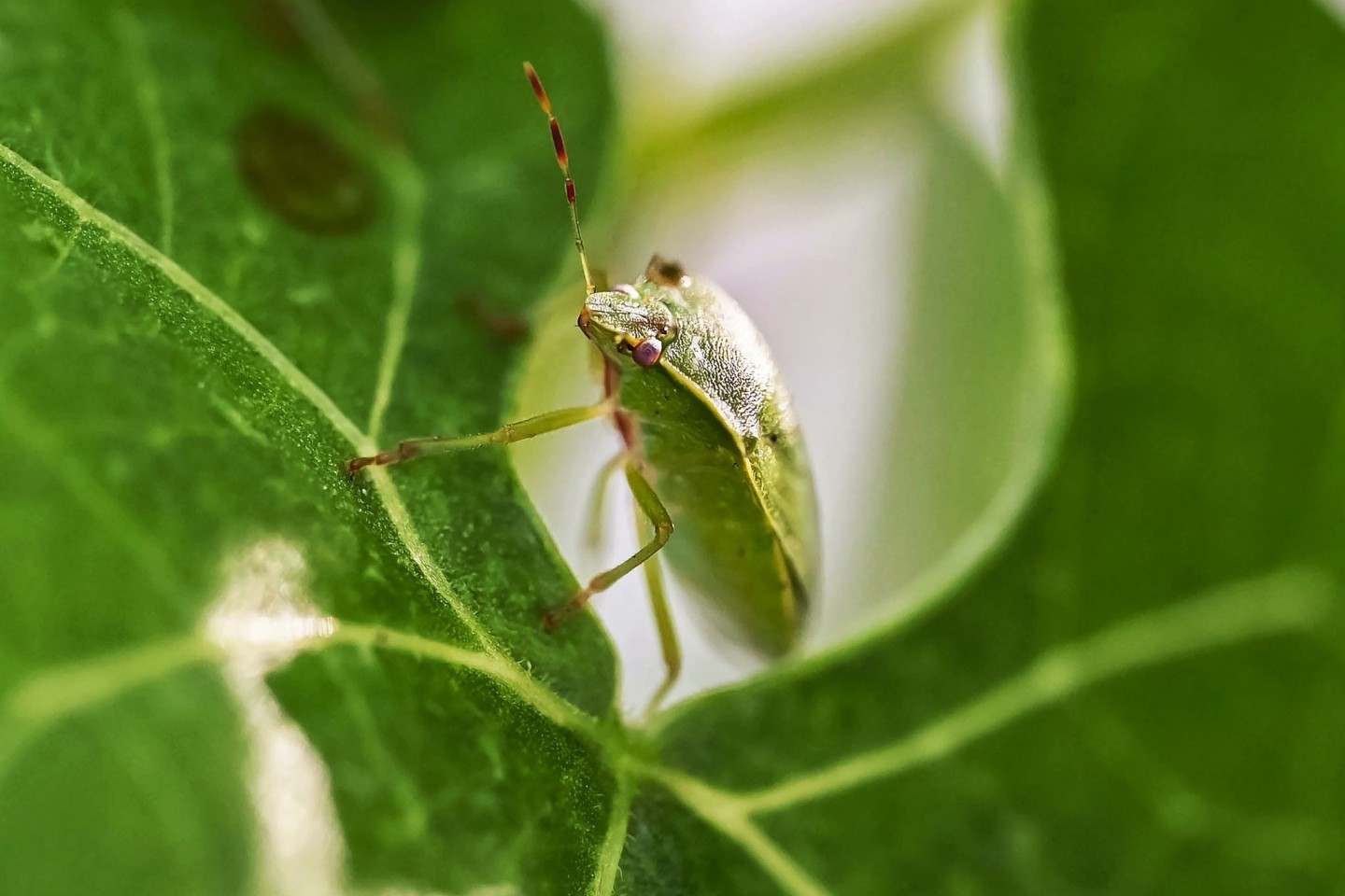 Eine Grüne Reiswanze (Nezara viridula), aufgenommen beim Landwirtschaftlichen Technologiezentrum Augustenberg (LTZ). Die eingeschleppten Krabbeltiere sind nur ein Vorbote für das, was inf...