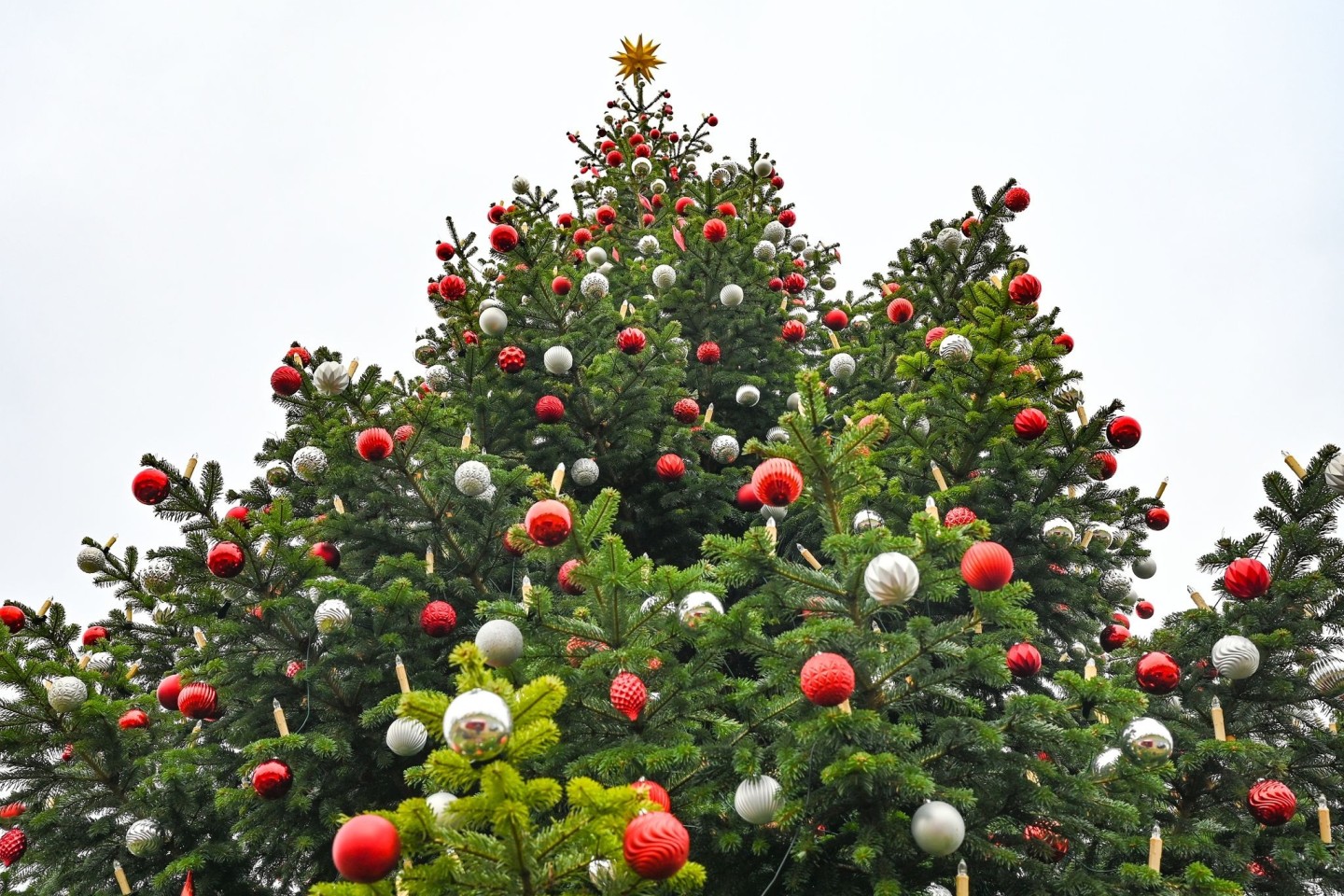 Der frühe Weihnachtsbaum liegt im Trend.