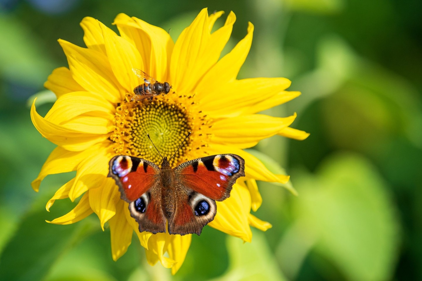 Ein Abkommen des Weltnaturgipfels soll die Lebensräume von Insekten und anderen Arten schützen.