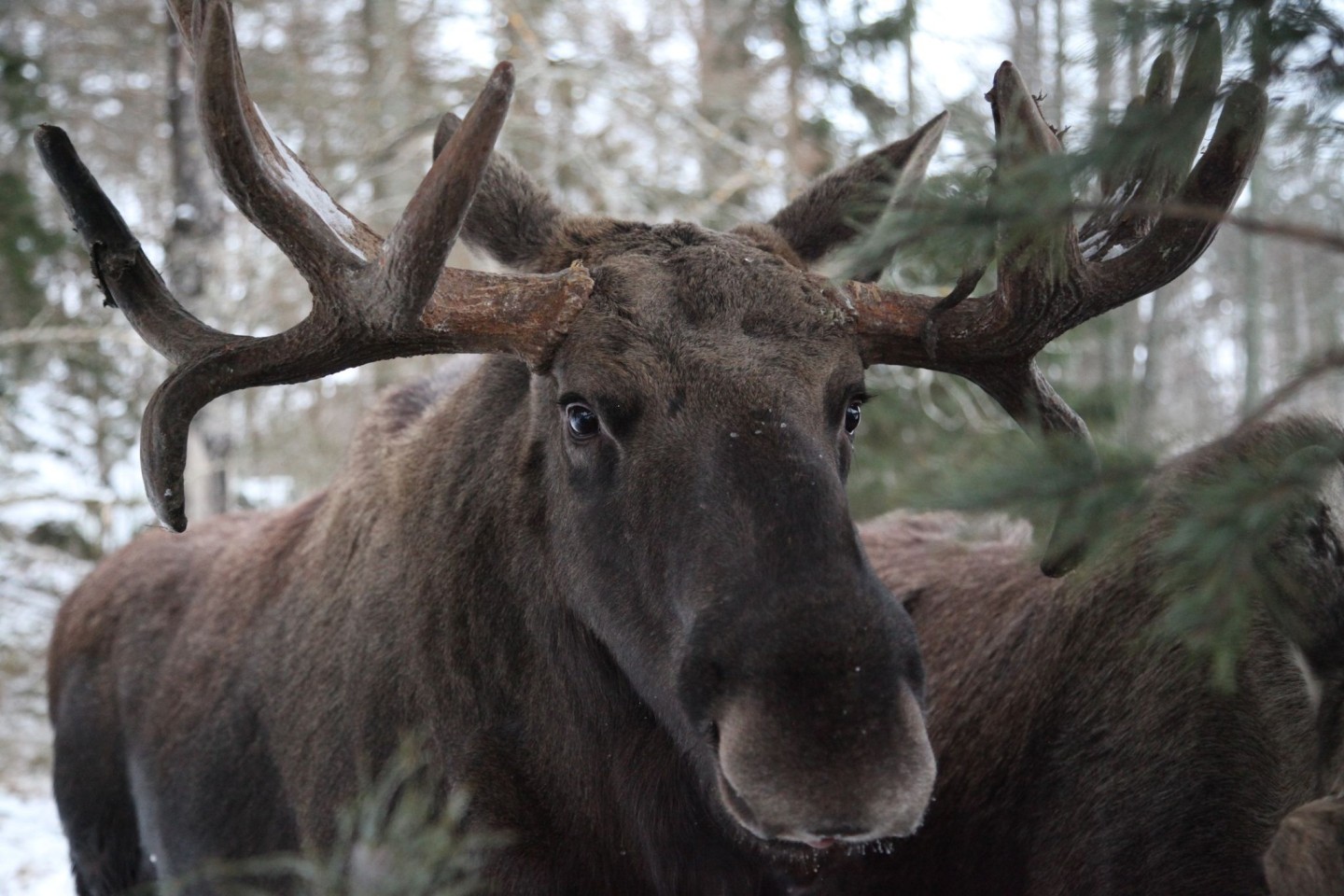 Ein Elchbulle steht im Wildtierpark Öster Malma in Schweden.