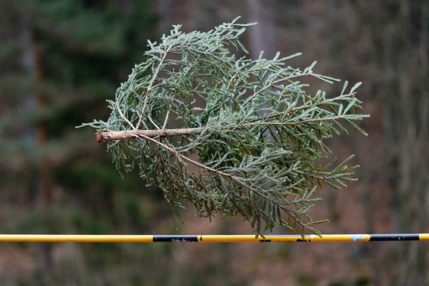 Könnten Sie einen Weihnachtsbaum mehr als sieben Meter weit werfen? Falls ja: Ab ins rheinland-pfälzische Weidenthal! Dort trifft sich alljährliche die Elite dieses - sagen wir - Sports.