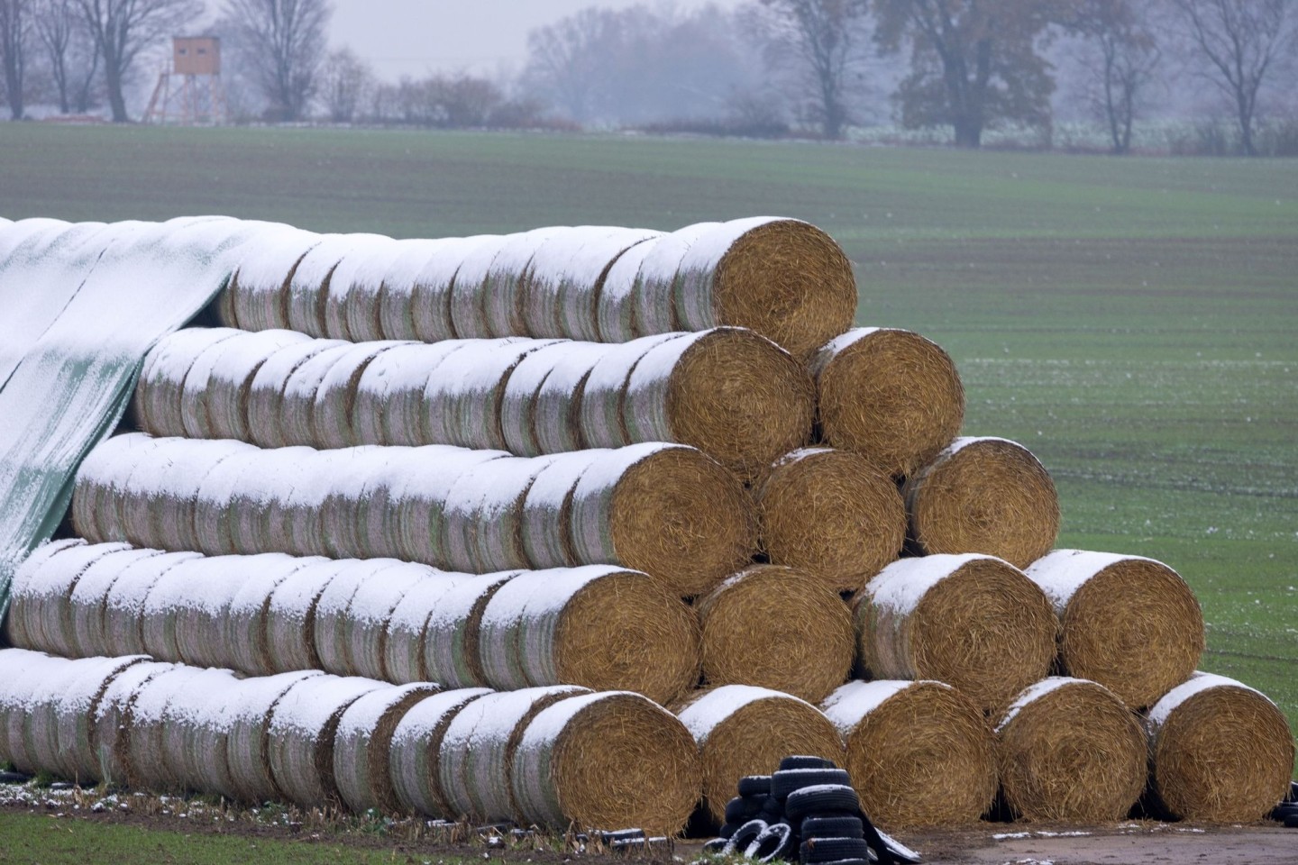 Eine dünne Schneedecke liegt auf gelagerten Strohrollen auf einem Acker in Mecklenburg-Vorpommern.