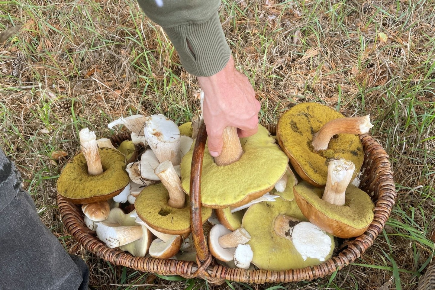 Zahlreiche Pilze liegen in dem Korb eines Pilzsammlers. Der Herbst verspricht mit zunehmenden Niederschlägen eine gute Pilzsaison.