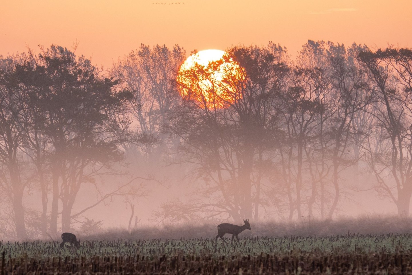 Rehe stehen im Sonnenaufgang auf einem abgeernteten Maisfeld und fressen.