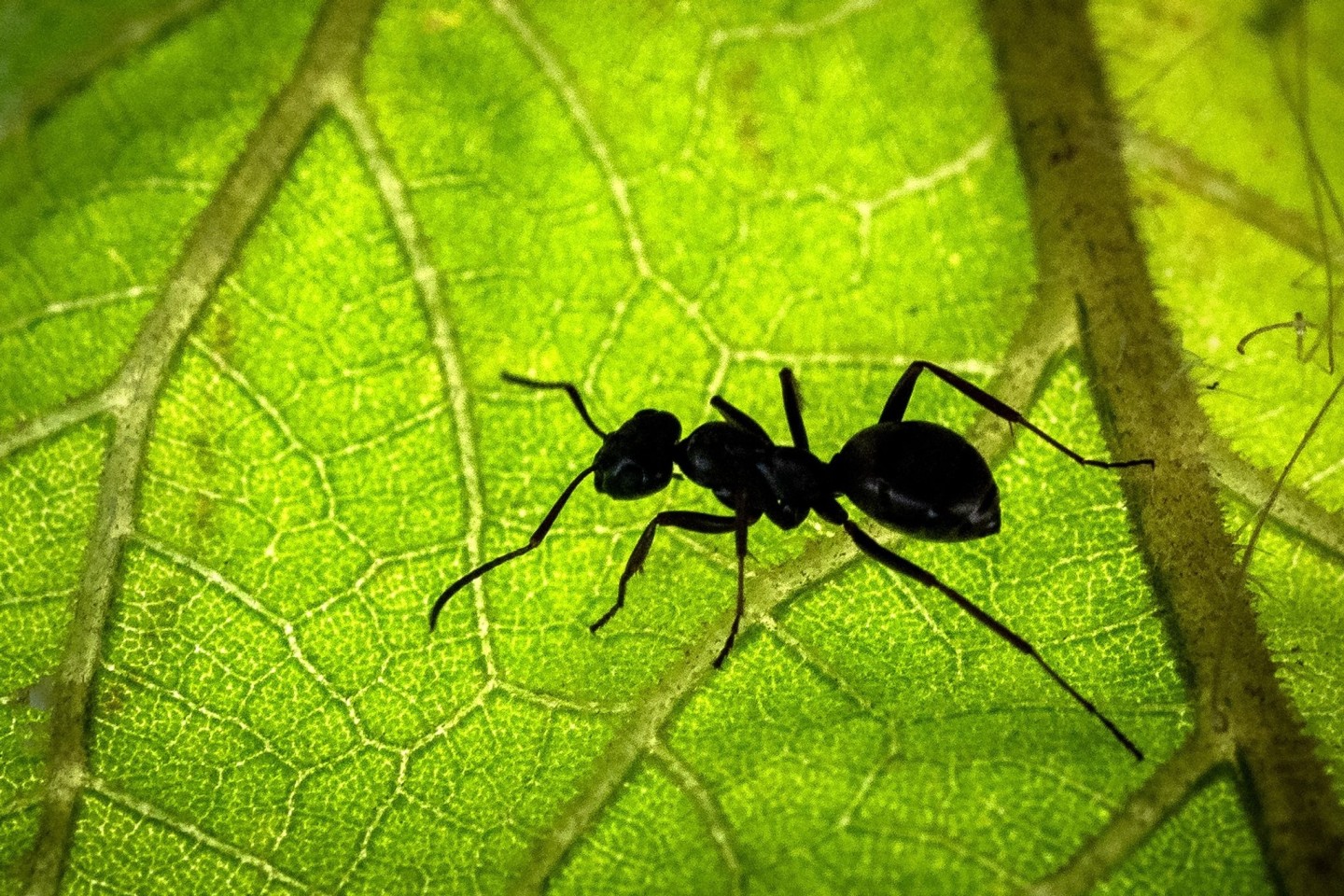 Viele bisher unbekannte Arten könnte es in den tropischen Anden, im Westghats-Gebirge in Indien und in großen Teilen Südostasiens geben.