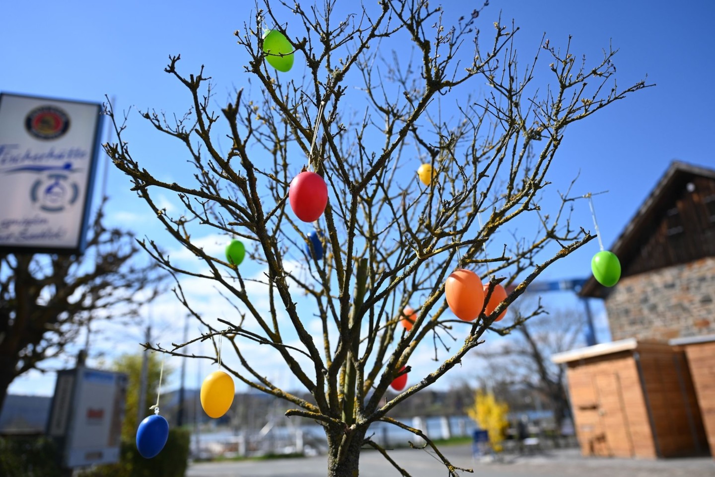 Ostereier schmücken einen noch kahlen Baum in Hessen.