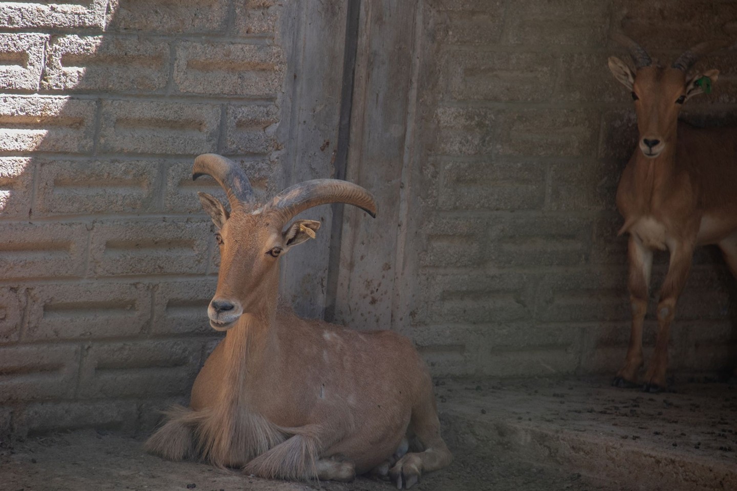 Im Taco gelandet? Auf Anweisung des Direktors eines südmexikanischen Zoos sollen vier Zwergziegen geschlachtet worden sein - und es sind nicht die einzigen Tiere, die unter mysteriösen Ums...