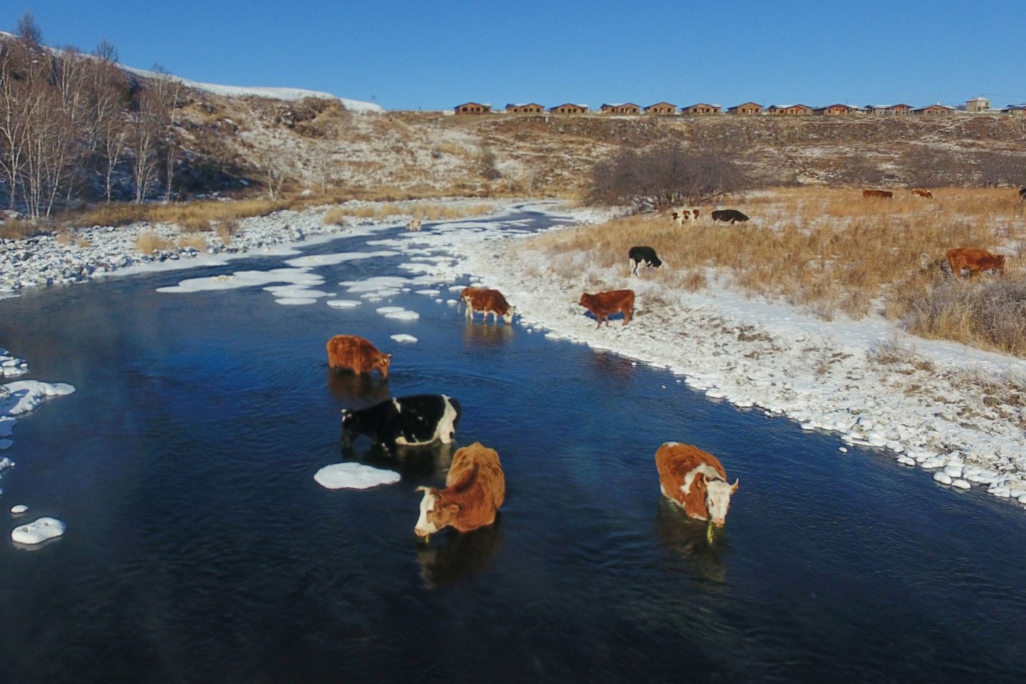 Kühe trinken Wasser aus dem Halha Fluss im Norden von China.