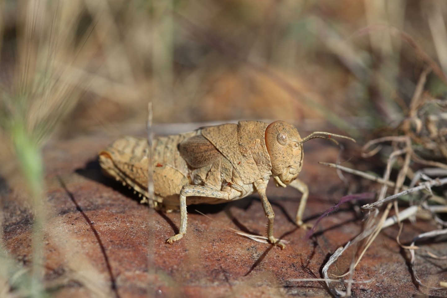 Die Crau-Schrecke (Prionotropis rhodanica) gehört zu den vom Aussterben bedrohten Arten.